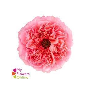 R Gr Candy Xpression Pink 50cm EC