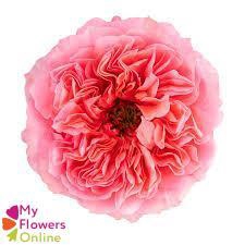 <h4>R Gr Candy Xpression Pink 50cm EC</h4>