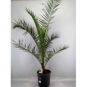 Phoenix canariensis