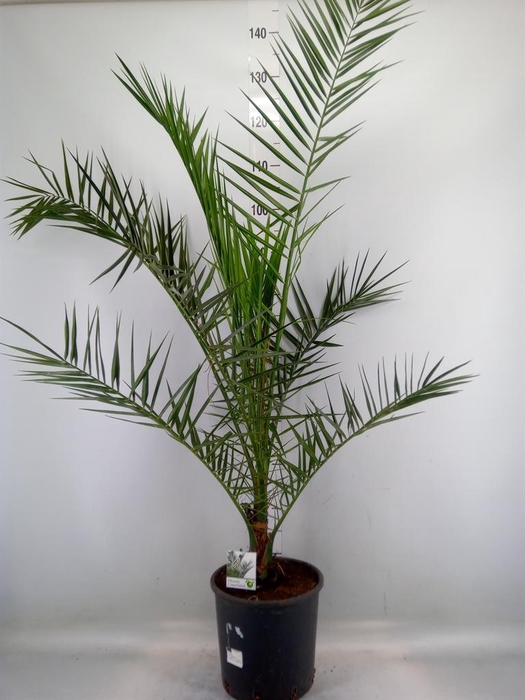 <h4>Phoenix canariensis</h4>