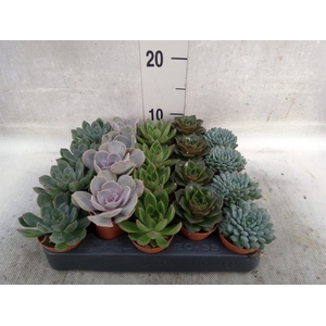 Echeveria   ...mix