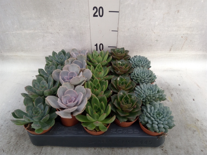 <h4>Echeveria   ...mix</h4>