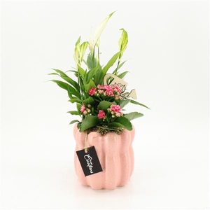 Arrangementen kamerplanten bloeiend 6%