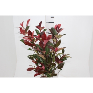 FOLH PHOTINIA VERMELHO 080 CM