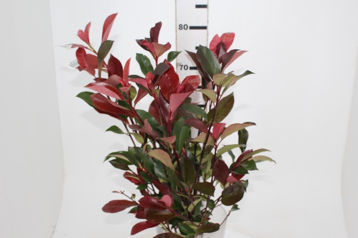 <h4>FOLH PHOTINIA VERMELHO 080 CM</h4>