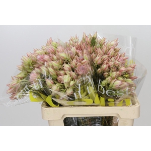 Blushing Bride Ayoba Satin Star