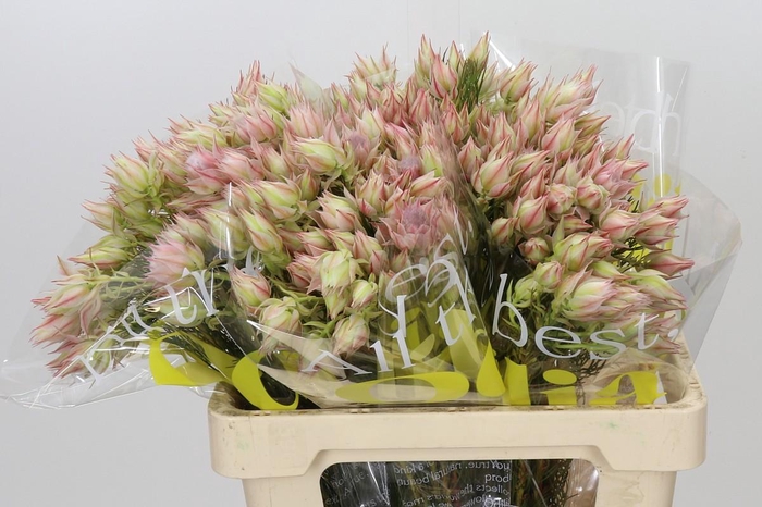 <h4>Blushing Bride Ayoba Satin Star</h4>