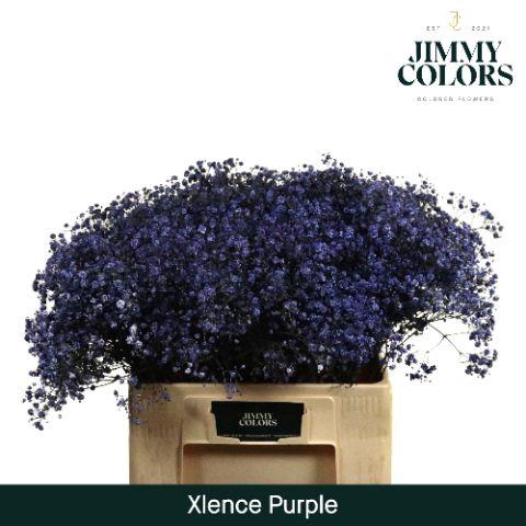 <h4>Gyps xlence L60 Purple</h4>