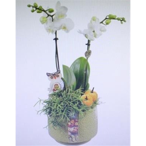 5525 KER LUXE GREEN/GEEL PHAL