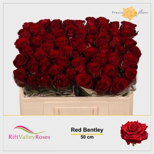 R GR RED BENTLEY
