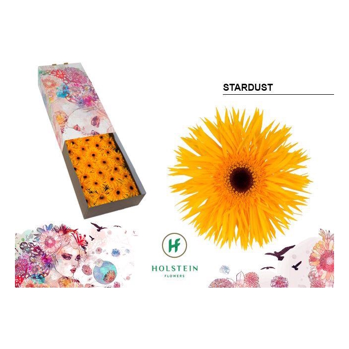 <h4>Ge Gr Stardust</h4>