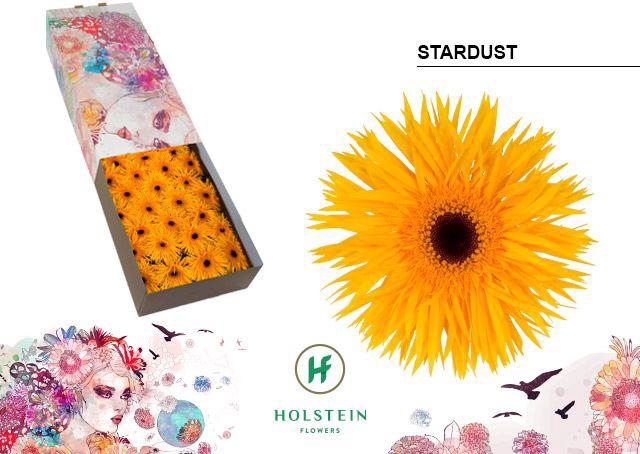 <h4>Gerbera Spider Stardust Doos</h4>