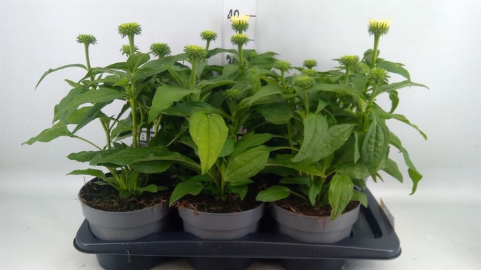 <h4>Echinacea purp. 'Sunmagic'</h4>