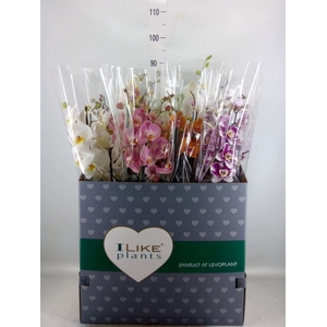 Phalaenopsis   ...mix