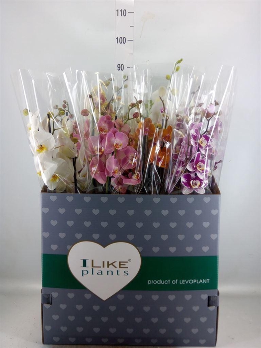 <h4>Phalaenopsis   ...mix</h4>