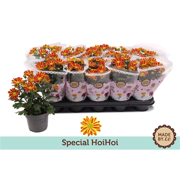 <h4>Chrysant Special HoiHoi</h4>