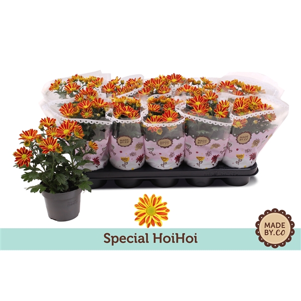 <h4>Chrysanthemum Indicum Special Robinho Red</h4>