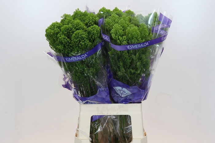 <h4>Trachelium Jade</h4>