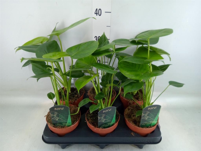 <h4>Monstera delic.</h4>