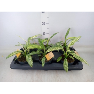 Spathiphyllum  'Vivaldi'