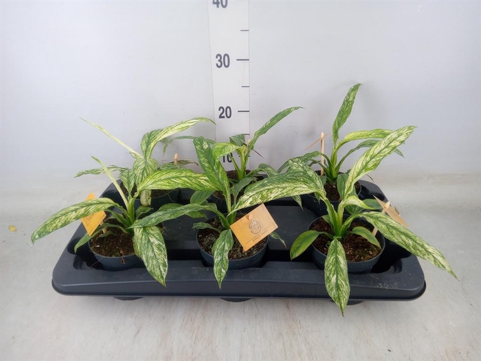 <h4>Spathiphyllum  'Vivaldi'</h4>