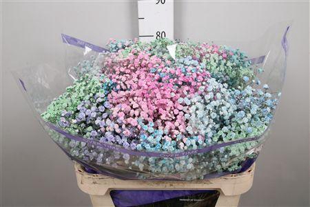 <h4>Gyps Rainbow Anton (box)</h4>
