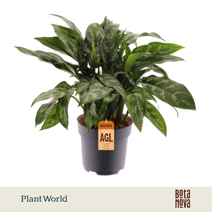 <h4>Aglaonema Maria</h4>