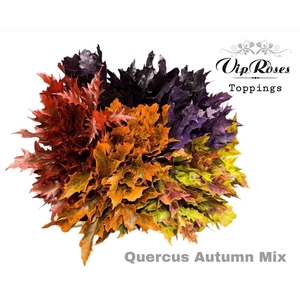 QUERCUS AUTUMN MIX