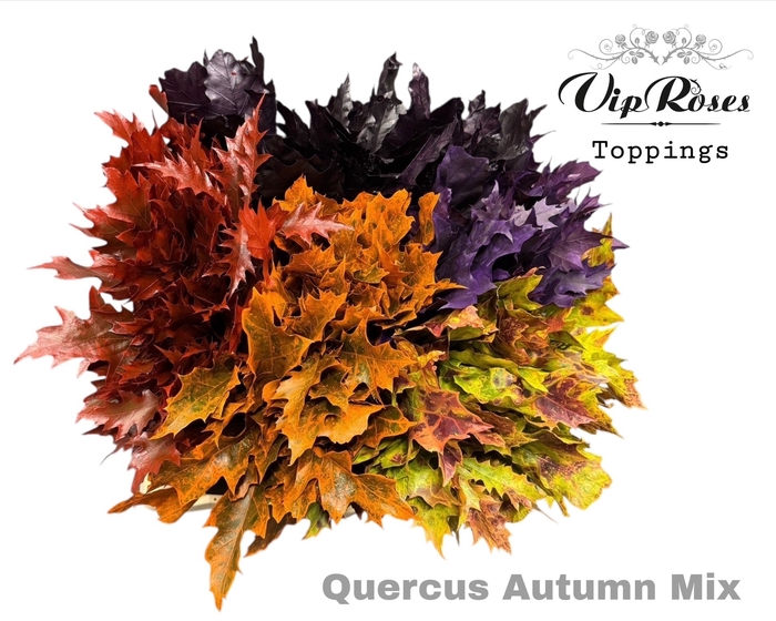 <h4>Quercus Autumn Mix</h4>