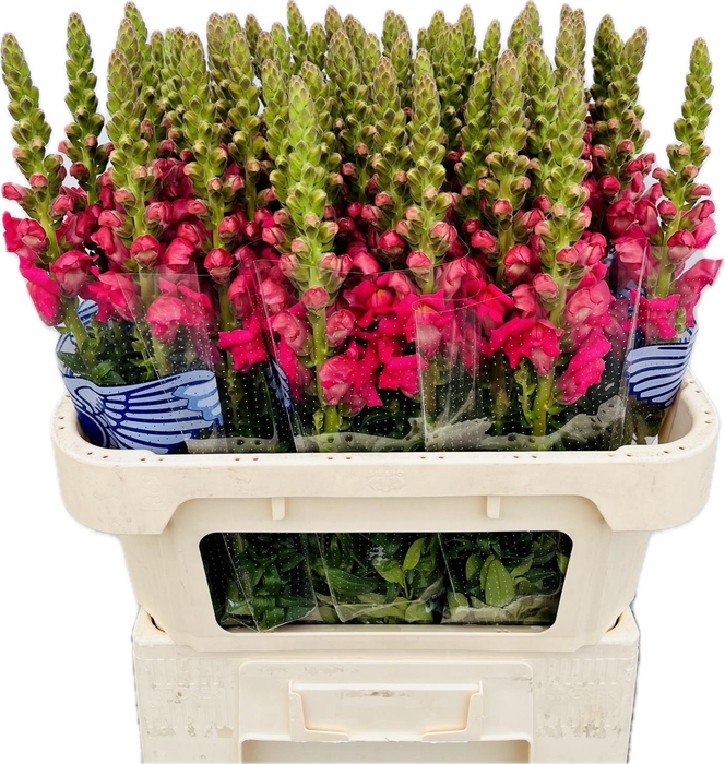<h4>Antirrinum Poto Cherry Rose</h4>