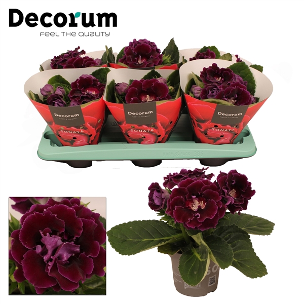 <h4>Gloxinia Sonata lila 13cm</h4>