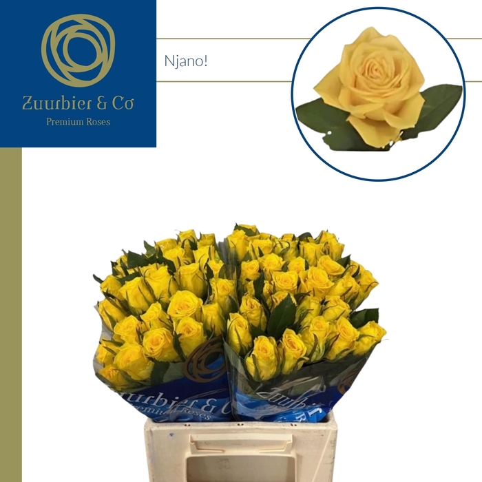 <h4>R GR NJANO! 40</h4>