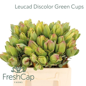Leucad Discolor Green Cups