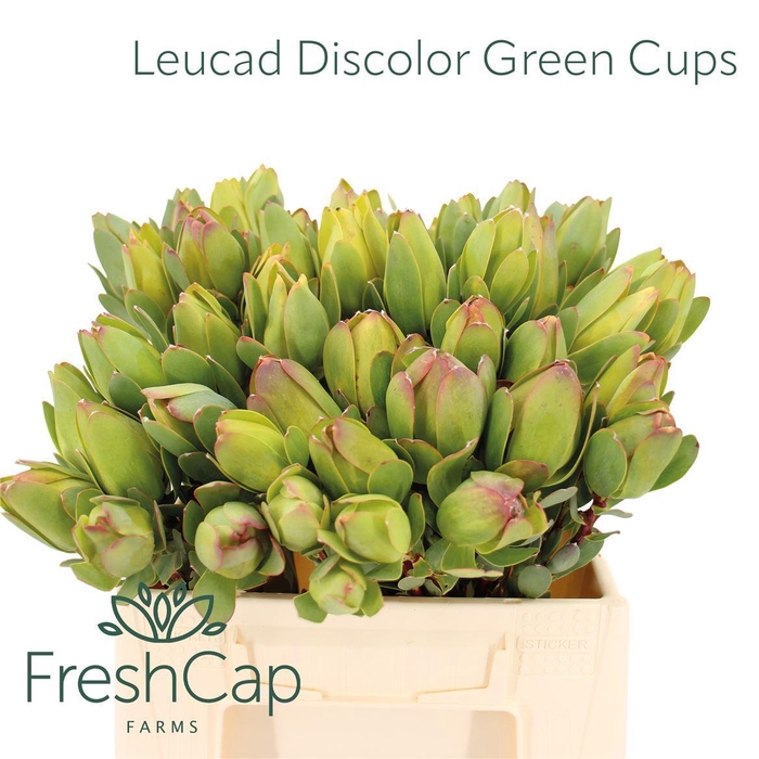 <h4>Leucad Discolor Green Cups</h4>