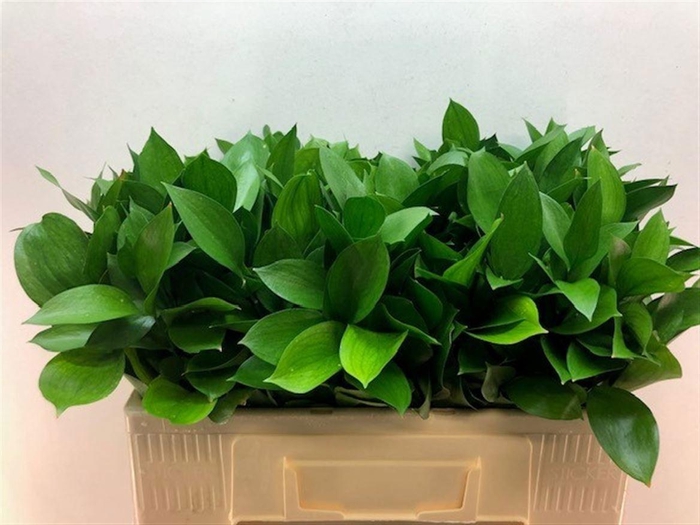 <h4>RUSCUS HYPOPHYLLUM</h4>