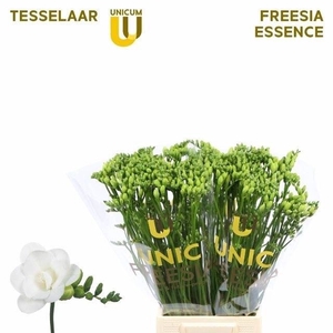 Freesia du Essence