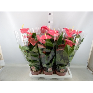 Anthurium andr. 'California'