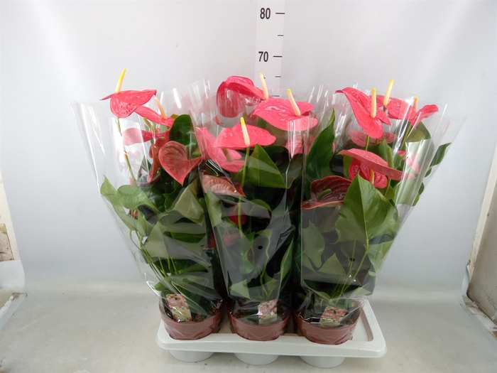 <h4>Anthurium andr. 'California'</h4>