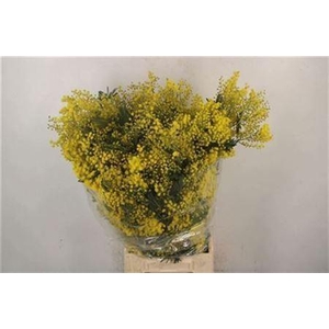 Acacia Mirandol Per Bunch 400 Gram Super