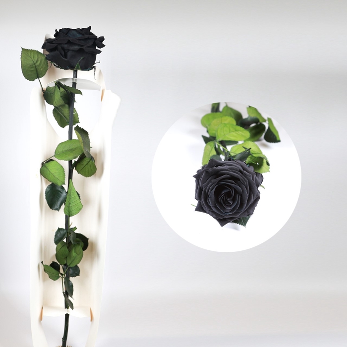 <h4>rose on stem xl bulk black</h4>