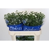 Aster Cassy