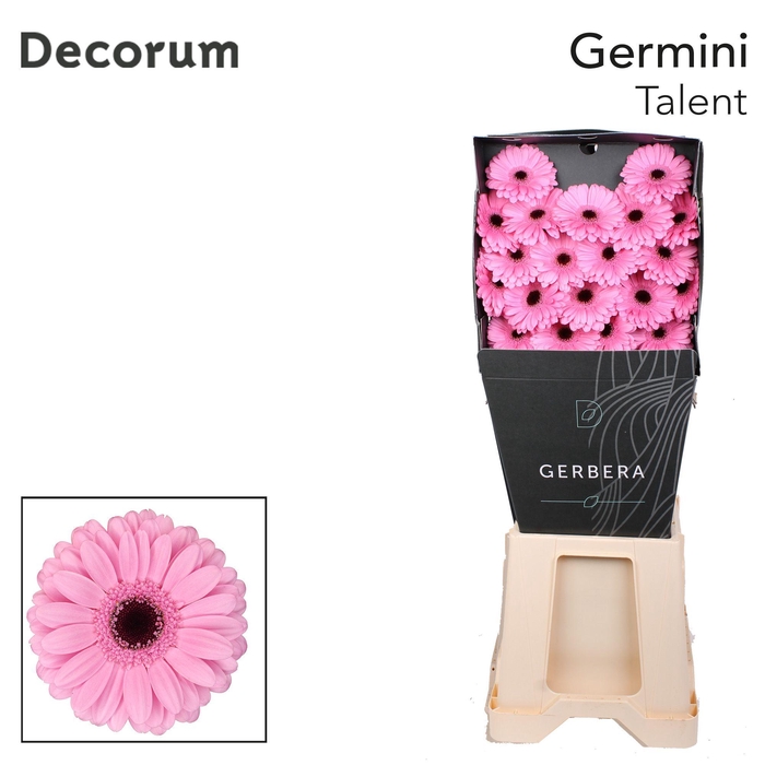 <h4>Germini Talent Diamond</h4>