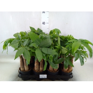 Pachira aquatica
