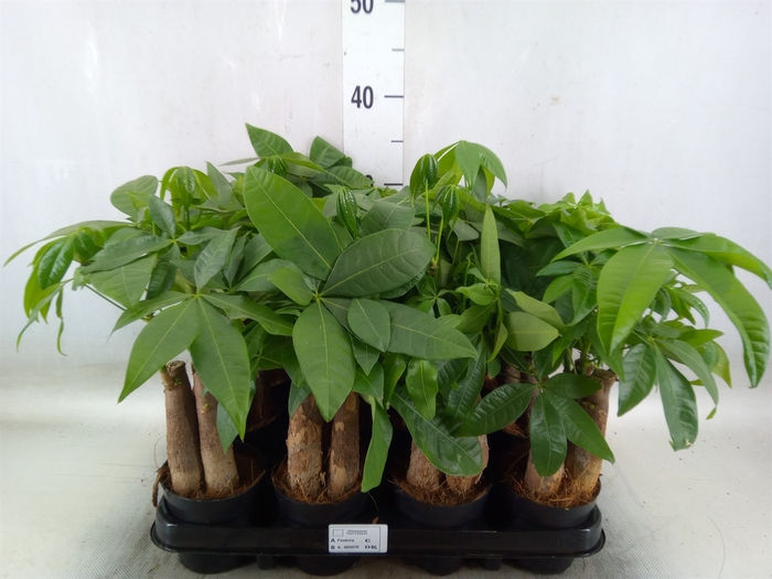 <h4>Pachira aquatica</h4>