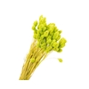Phalaris Green