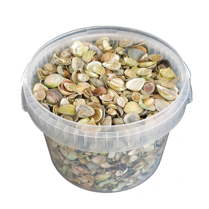 <h4>Shells north sea 3 ltr Light Green</h4>