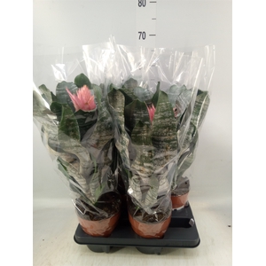 Aechmea   ...