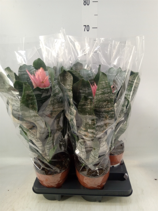 <h4>Aechmea   ...</h4>