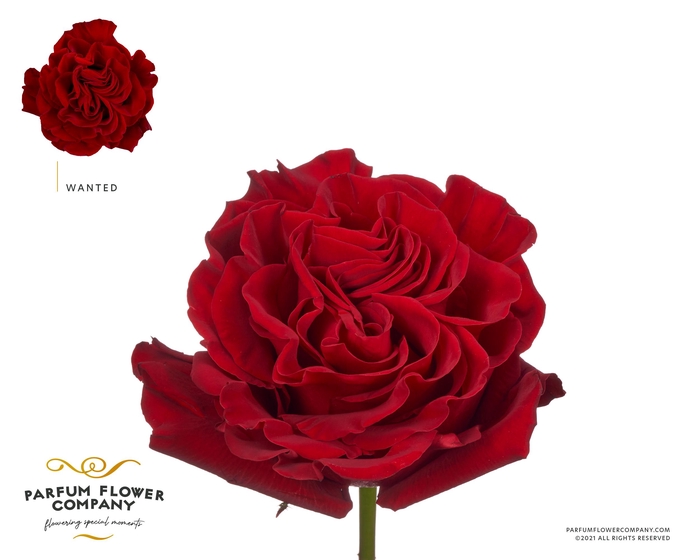 <h4>Rosa Garden Wanted</h4>