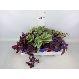Tradescantia   ...mix